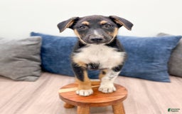 Miniature Australian Shepherd dogs for sale: Nash - Image 1