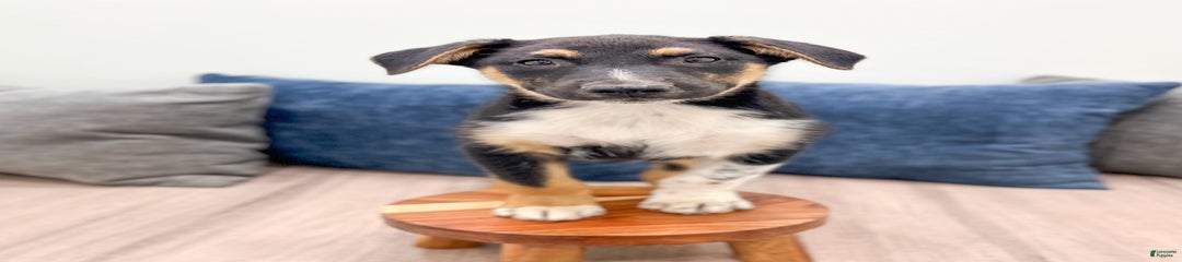 Nash