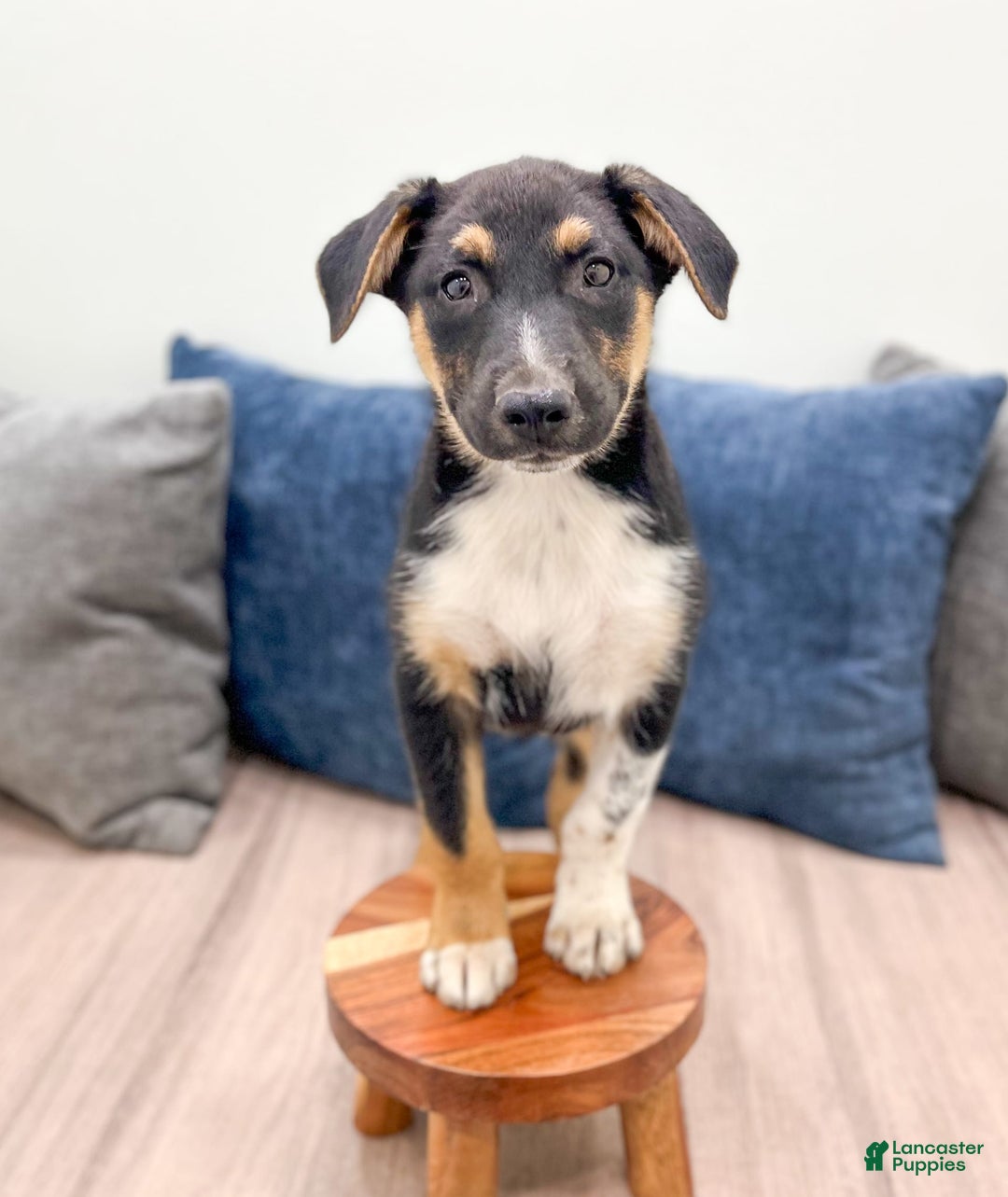 Miniature Australian Shepherd dogs for sale: Nash - Image 1
