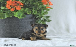 Yorkshire Terrier dogs for sale: Kilo - Image 5