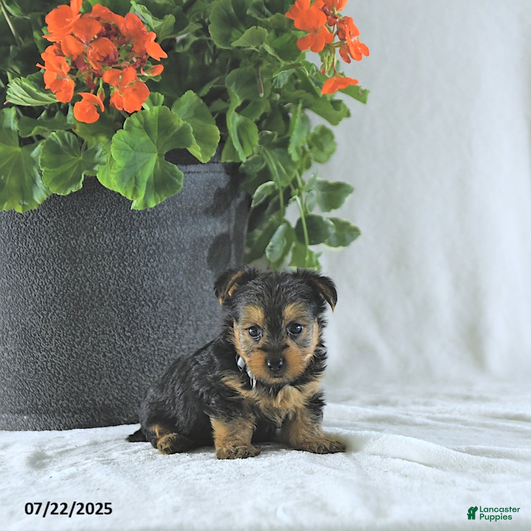 Yorkshire Terrier dogs for sale: Kilo - Image 5