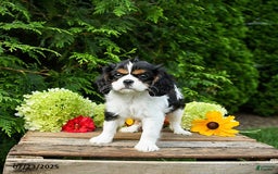 Cavalier King Charles Spaniel dogs for sale: Mason - Image 6