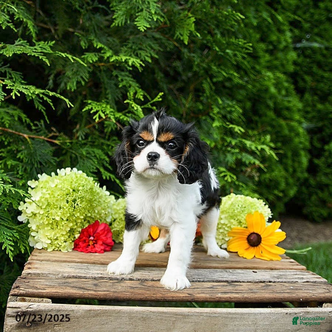 Cavalier King Charles Spaniel dogs for sale: Mason - Image 6