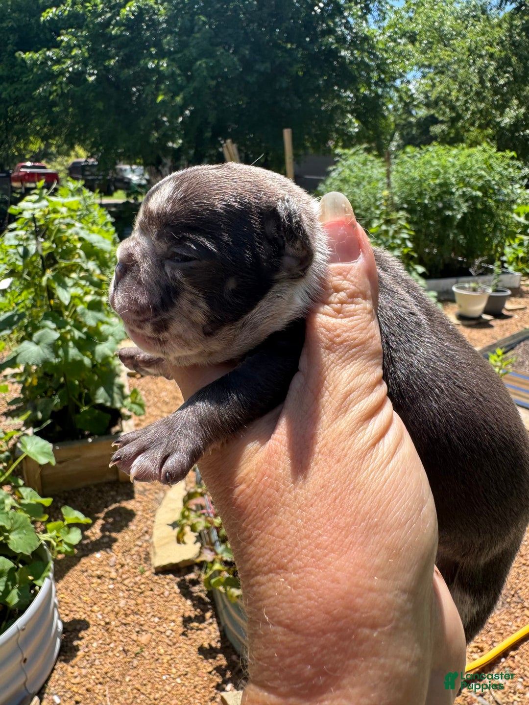 French Bulldog dogs for sale: Hope - Image 12