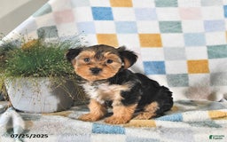 Yorkshire Terrier dogs for sale: Tessa - Image 2