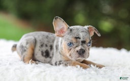 French Bulldog dogs for sale: Willow - Image 10