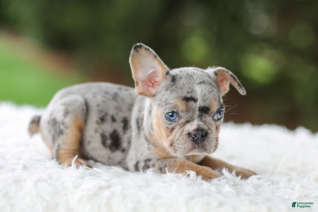 French Bulldog dogs for sale: Willow - Image 10