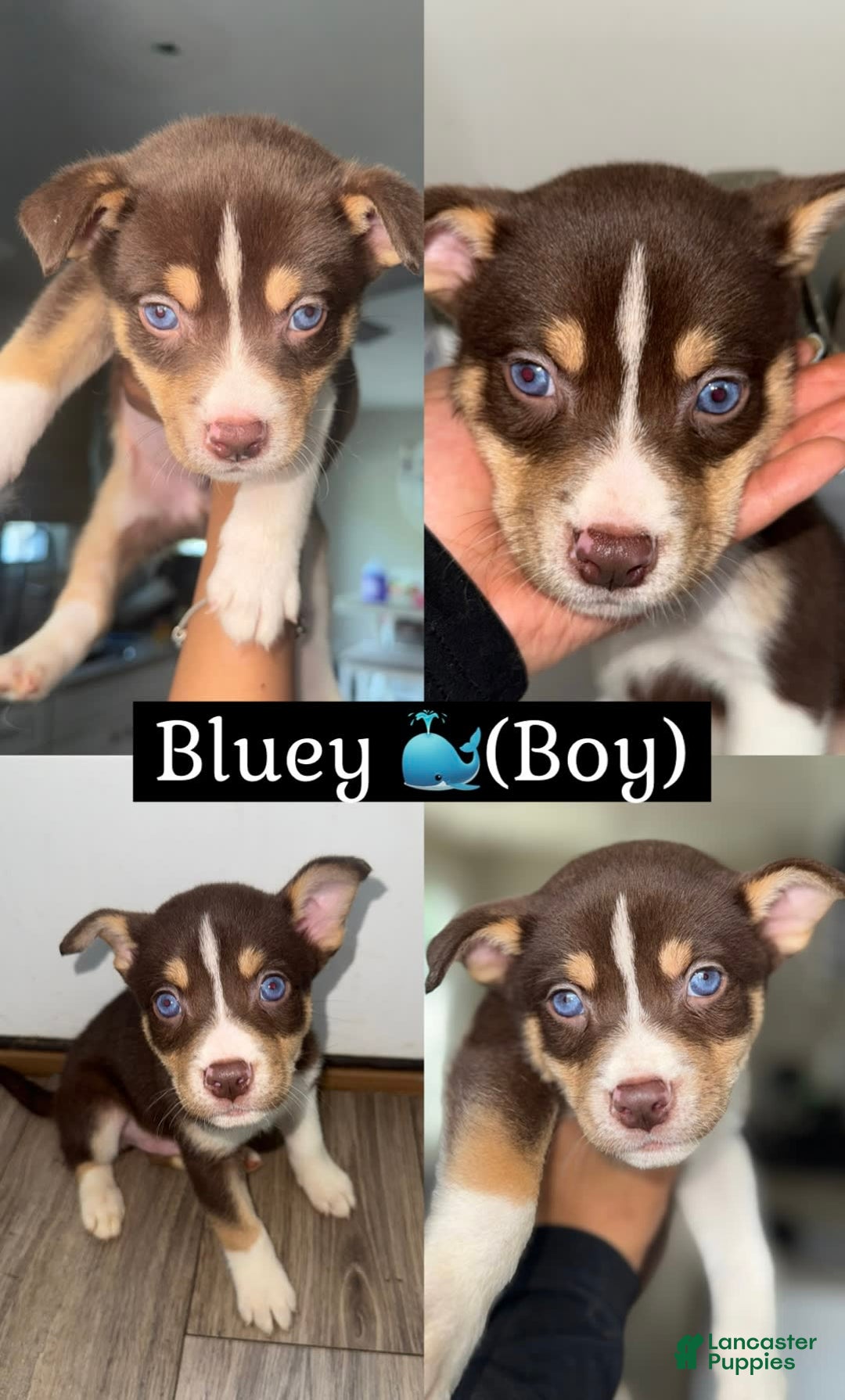 Siberian Husky dogs for sale: Bluey - Image 1