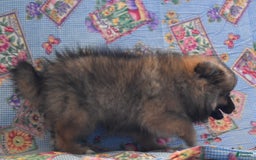 Pomeranian dogs for sale: Kevin - Image 5