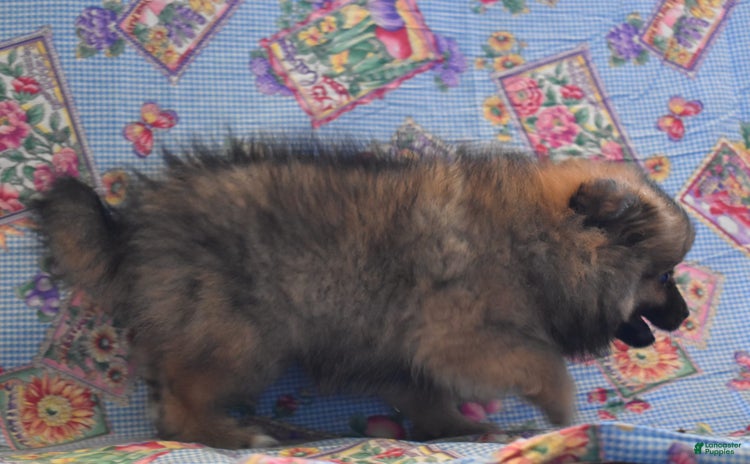 Pomeranian dogs - Advert 37