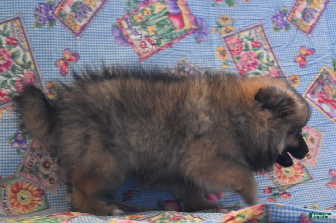Pomeranian dogs for sale: Kevin - Image 5
