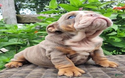 English Bulldog dogs for sale: Lexie - Image 6