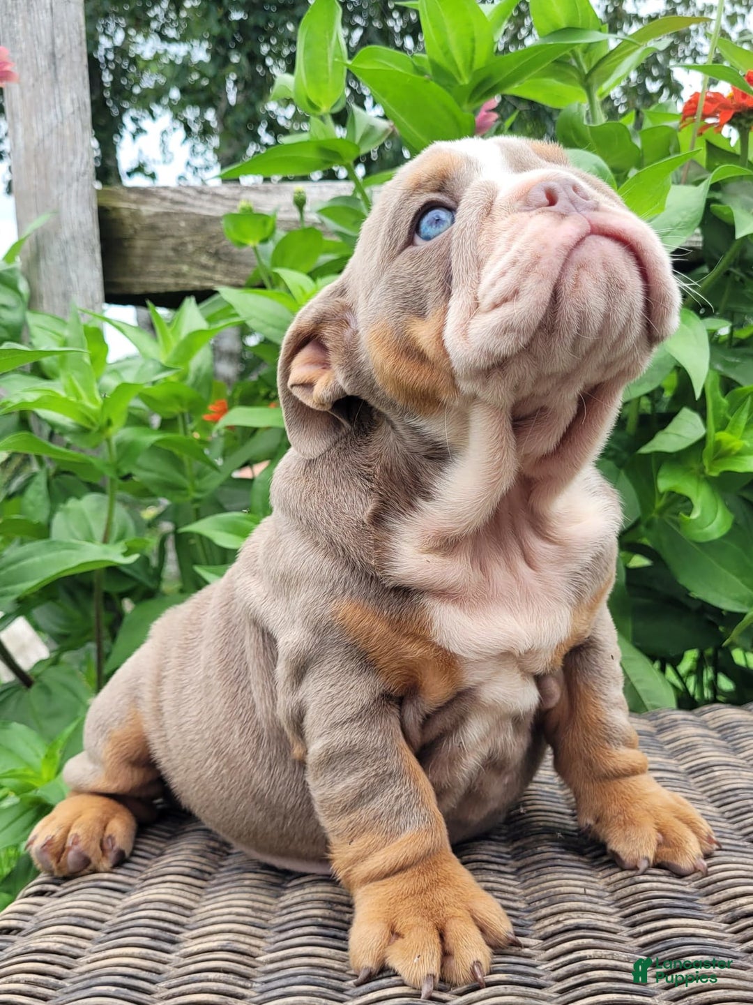 English Bulldog dogs for sale: Lexie - Image 6