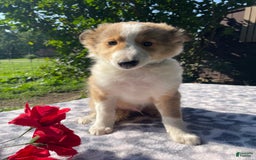 Shetland Sheepdog dogs for sale: Travis - Image 3