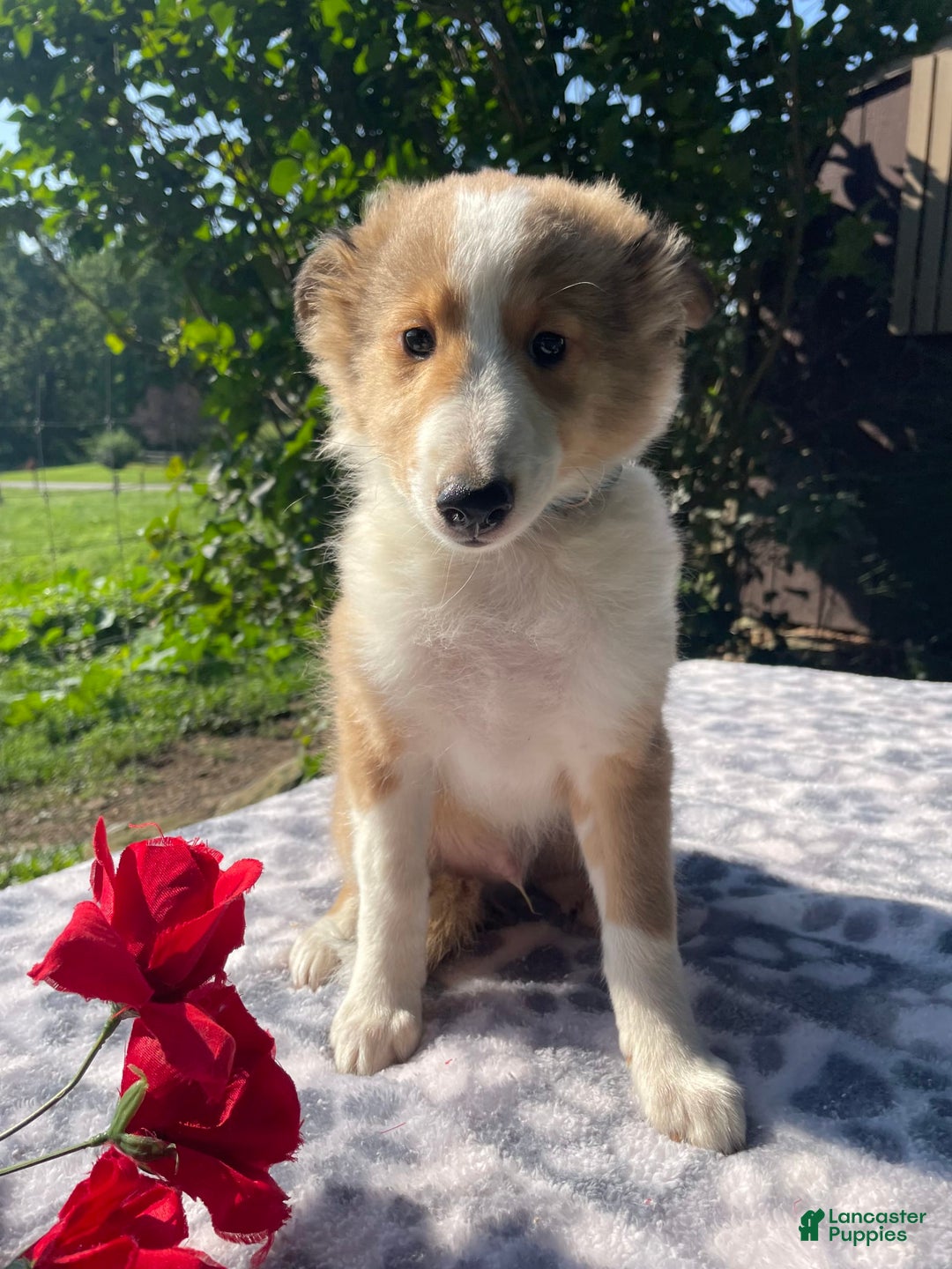 Shetland Sheepdog dogs for sale: Travis - Image 3