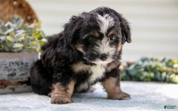 Mini Aussiedoodle dogs for sale: Rover - Image 3