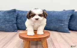 Mini Bernedoodle dogs for sale: Amelia - Image 6