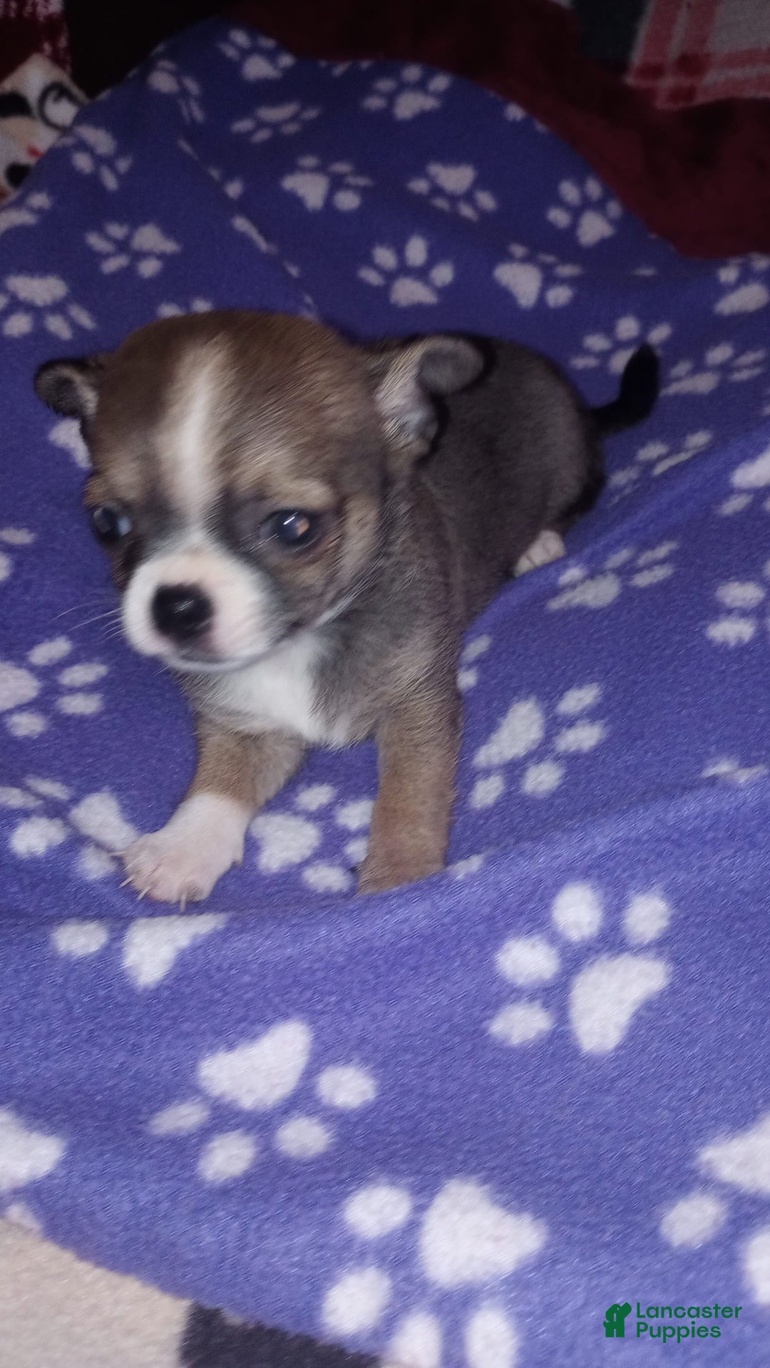 Chihuahua dogs for sale: Buster - Image 3