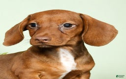 Miniature Dachshund dogs for sale: Diana - Image 9
