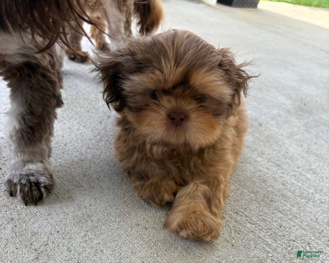 Shih Tzu dogs for sale: Brennan - Image 7
