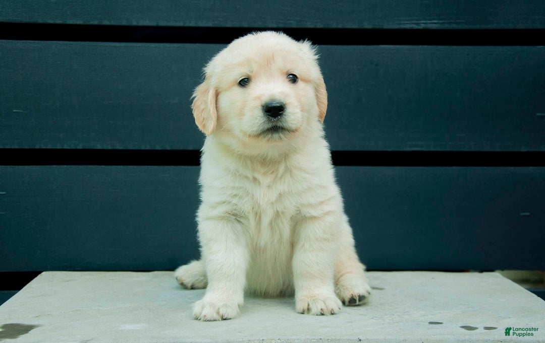 Golden Retriever dogs for sale: Buddy Aka Dark Blue - Image 2