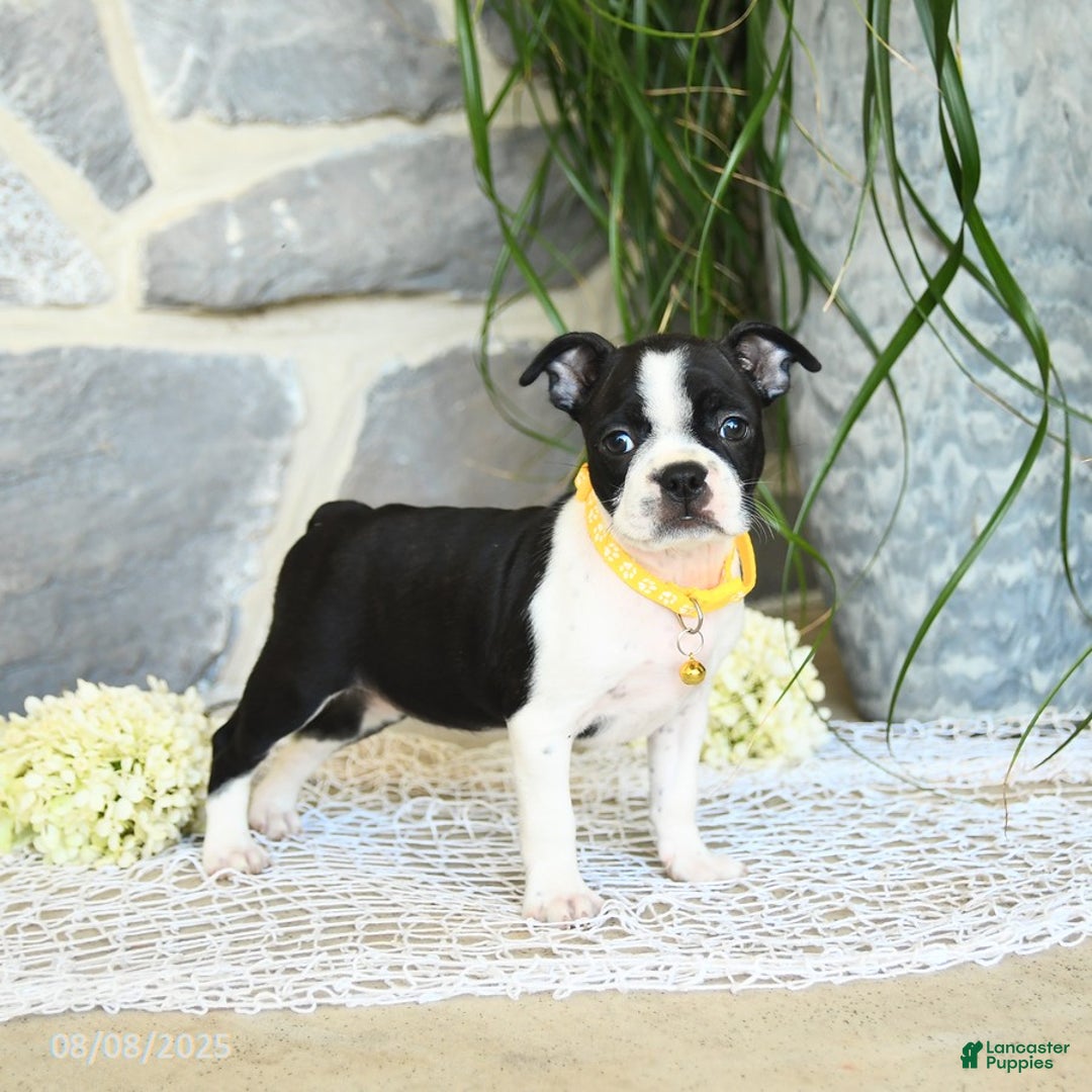 Boston Terrier dogs for sale: Willa - Image 1