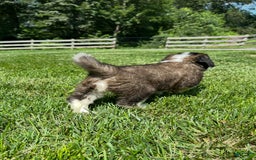 Saint Bernard dogs for sale: Belle - Image 4