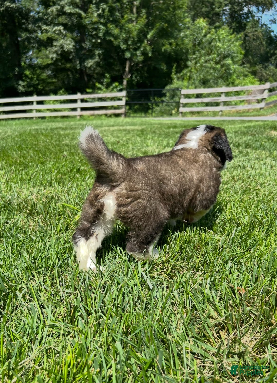Saint Bernard dogs for sale: Belle - Image 4