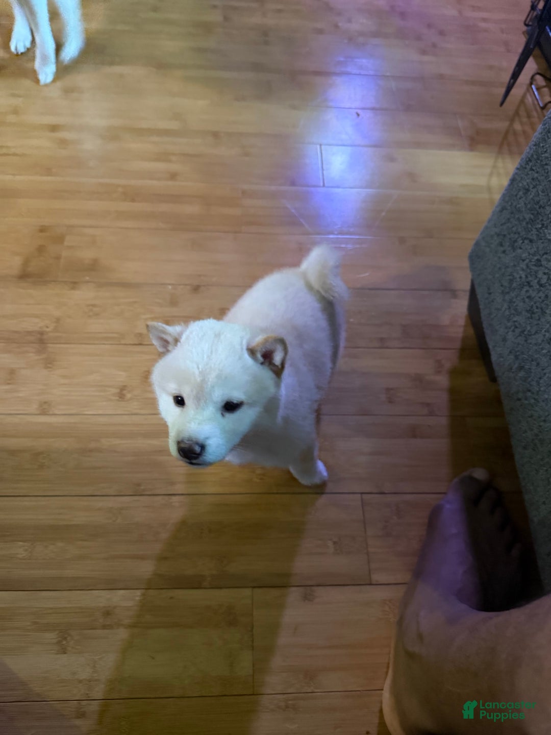 Shiba Inu dogs for sale: Jodi - Image 2