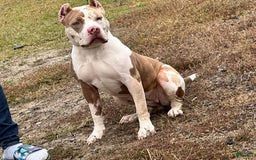 American Bully dogs for sale: Cookie - Image 3