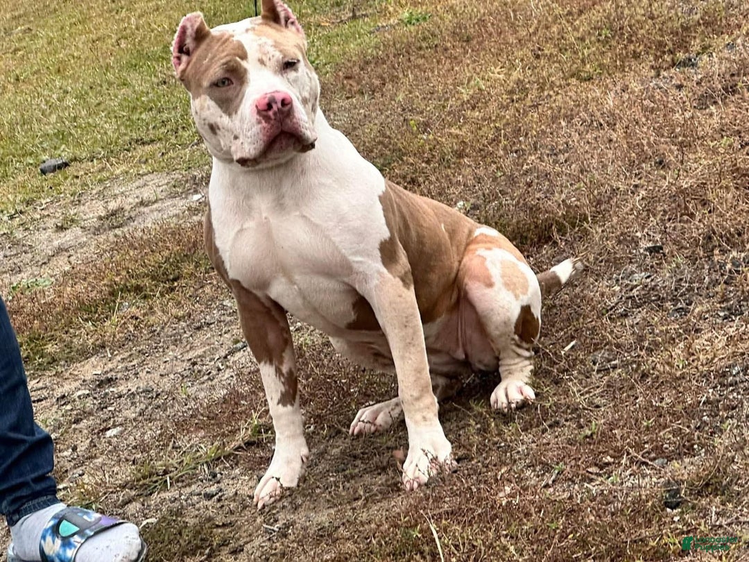 American Bully dogs for sale: Cookie - Image 3