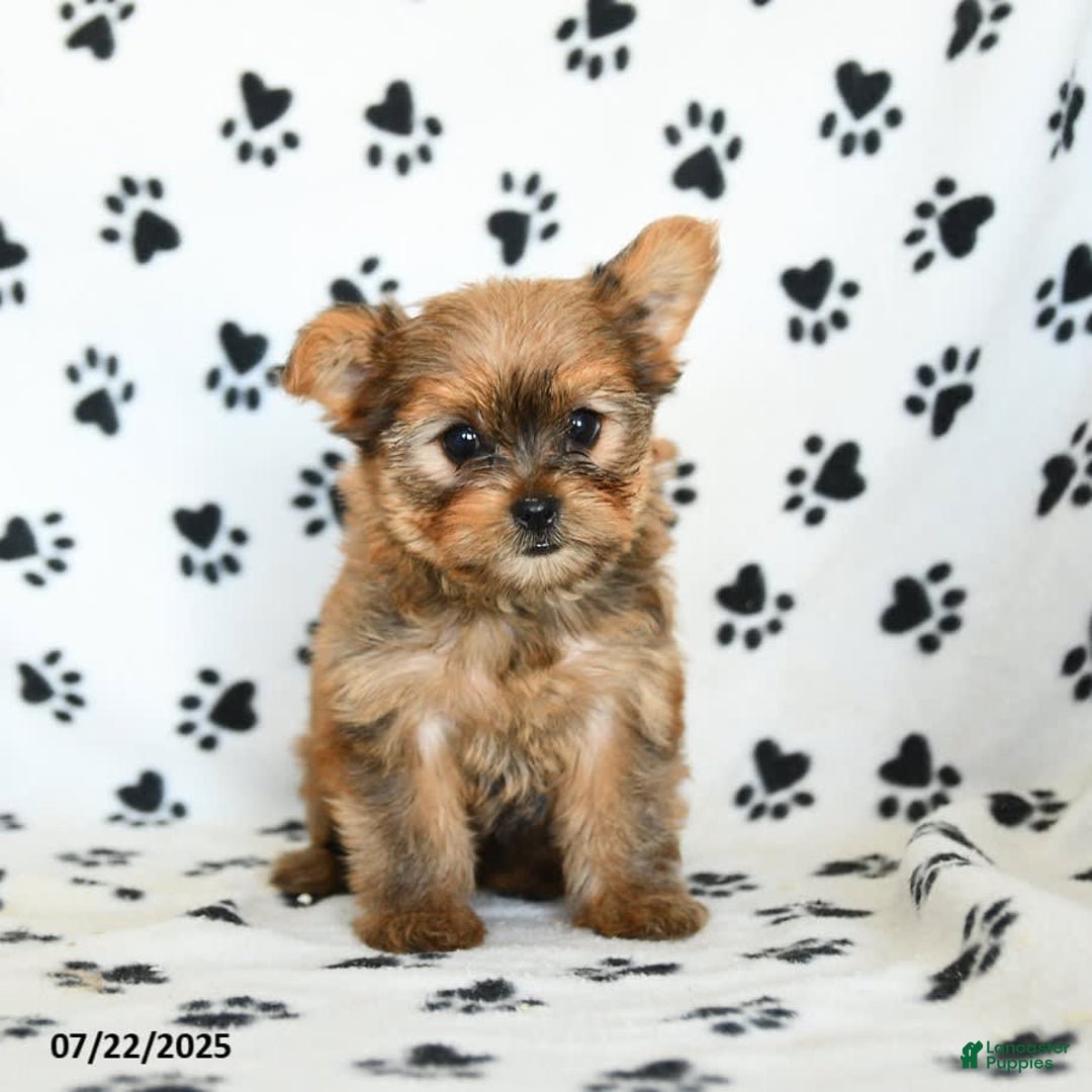 Shorkie dogs for sale: Kate - Image 5