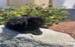 Shih Tzu dogs for sale: Lulu - Image 1