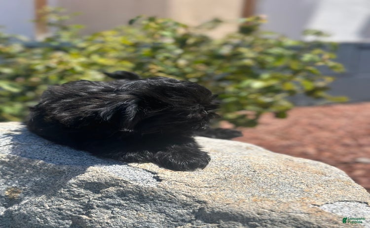 Shih Tzu dogs for sale - Ad 4