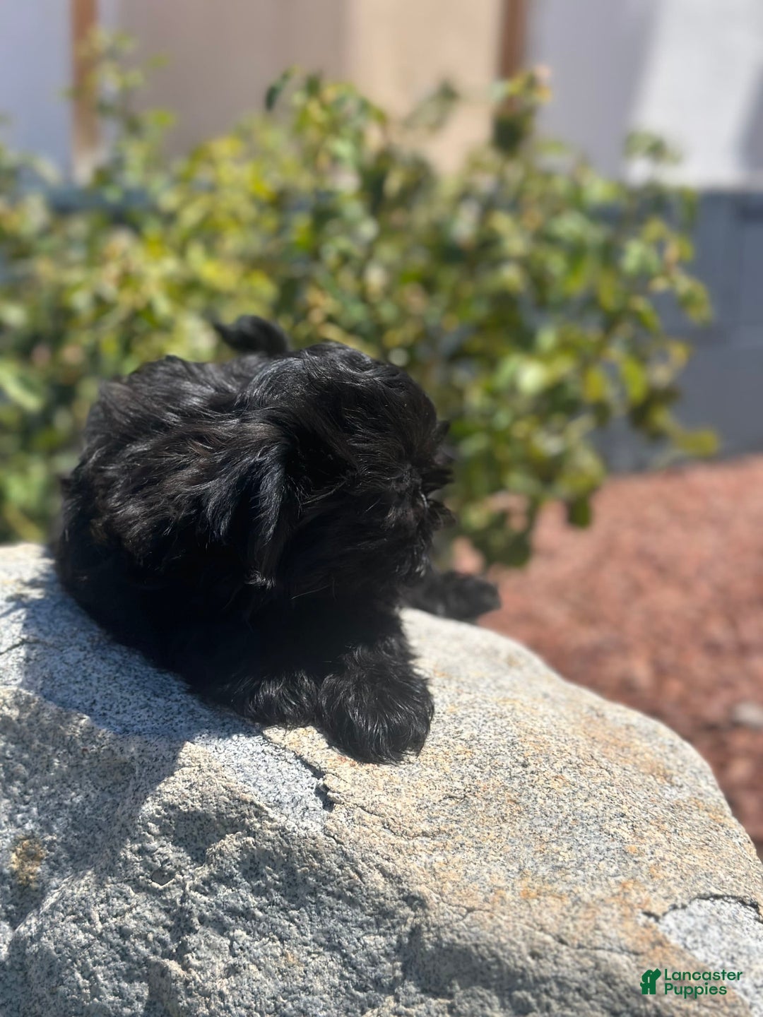 Shih Tzu dogs for sale: Lulu - Image 1