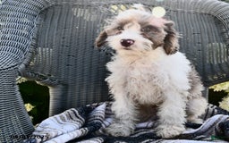 Cavapoo dogs for sale: Macho - Image 3