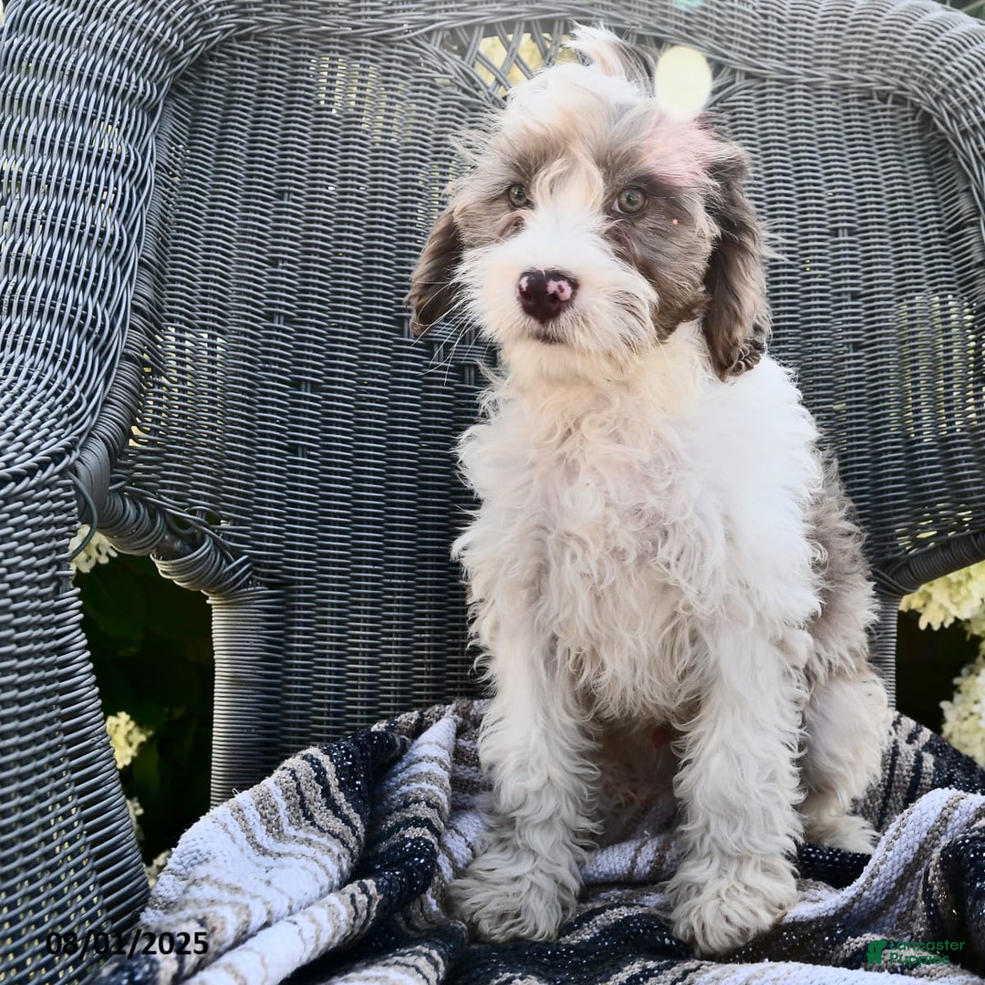 Cavapoo dogs for sale: Macho - Image 3