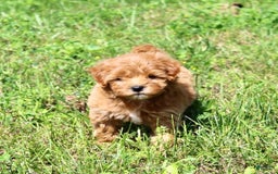 Mini Goldendoodle dogs for sale: Kala - Image 2