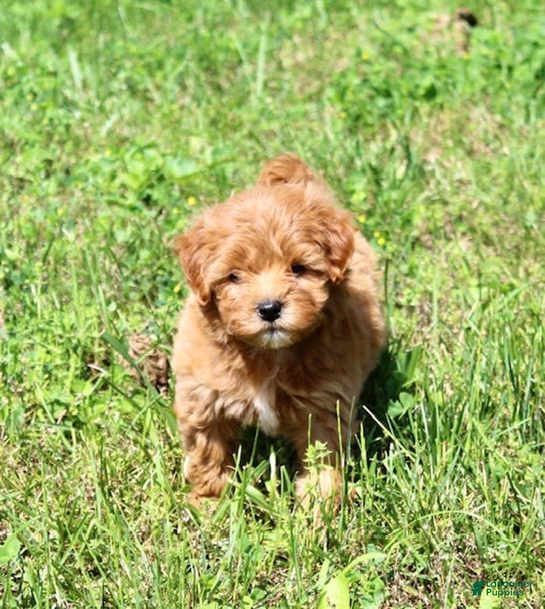 Mini Goldendoodle dogs for sale: Kala - Image 2
