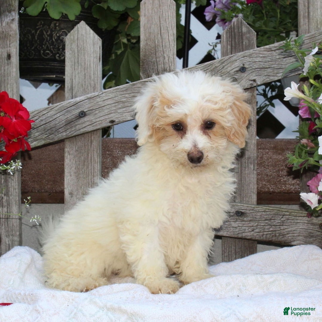 Bichpoo dogs for sale: Emma - Image 1