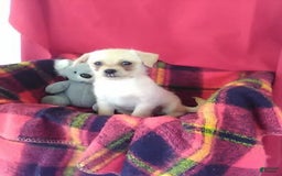 Chihuahua dogs for sale: Chip - Image 6