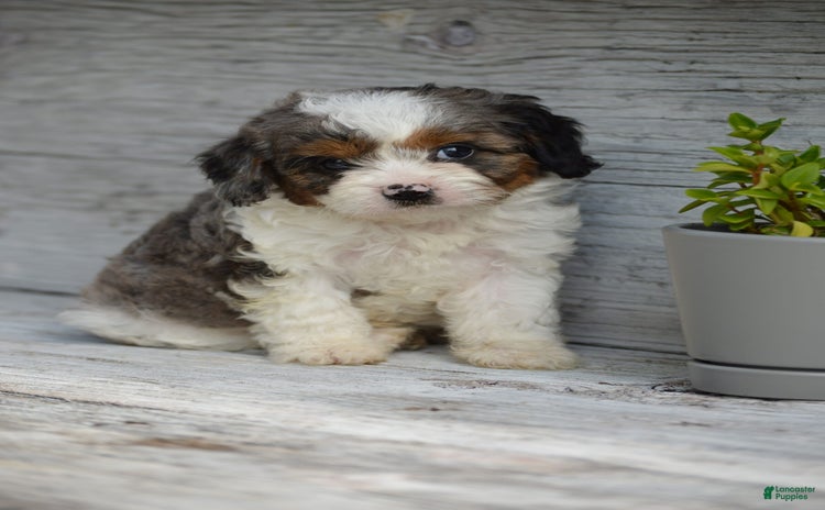 Cavapoo dogs for sale - Ad 5