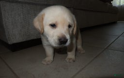 Labrador Retriever dogs for sale: Puppy - Image 2