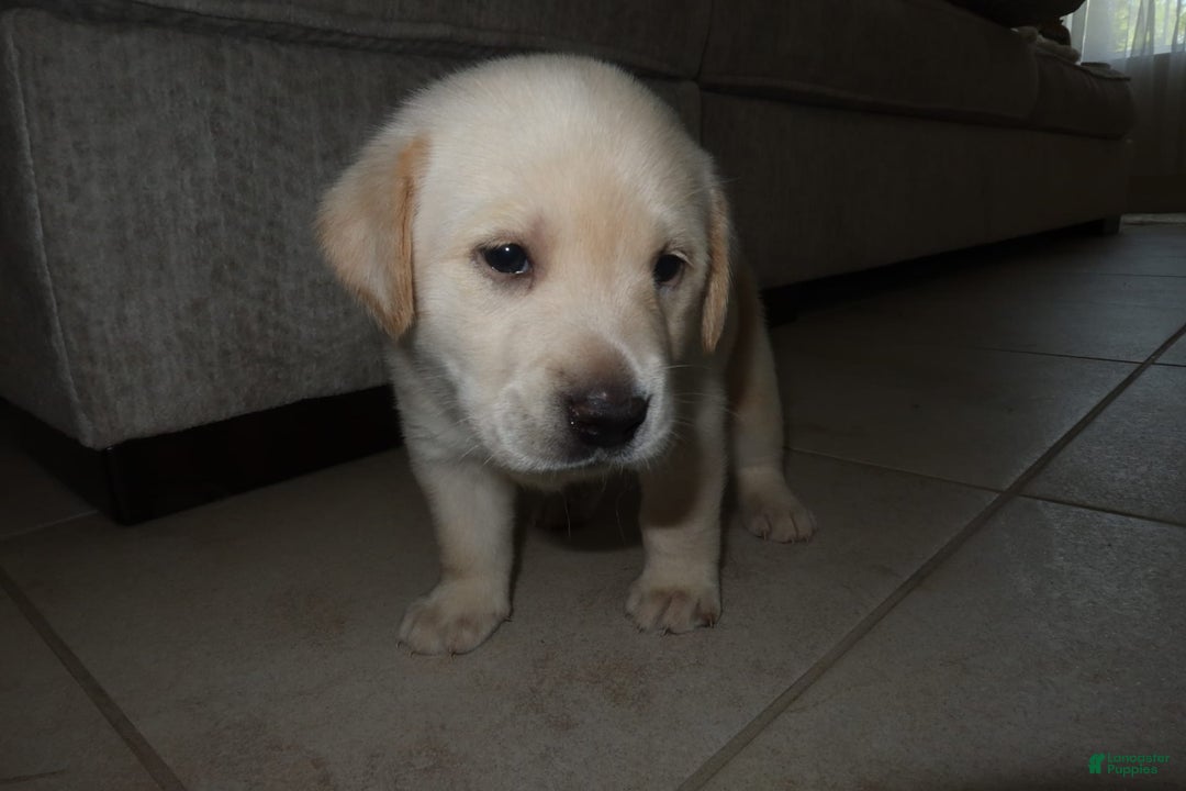Labrador Retriever dogs for sale: Puppy - Image 2