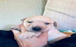 Labrador Retriever dogs for sale: Labrador Retriever 9 puppies - Image 7