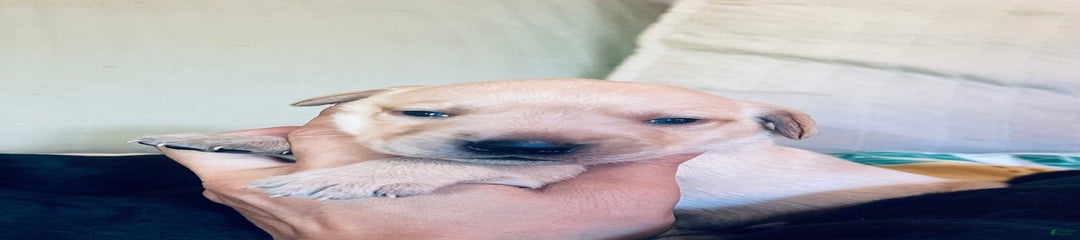 Decoy
