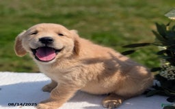 Golden Retriever dogs for sale: Muffin - Image 2