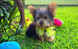 Yorkshire Terrier dogs for sale: Jeff - Image 2