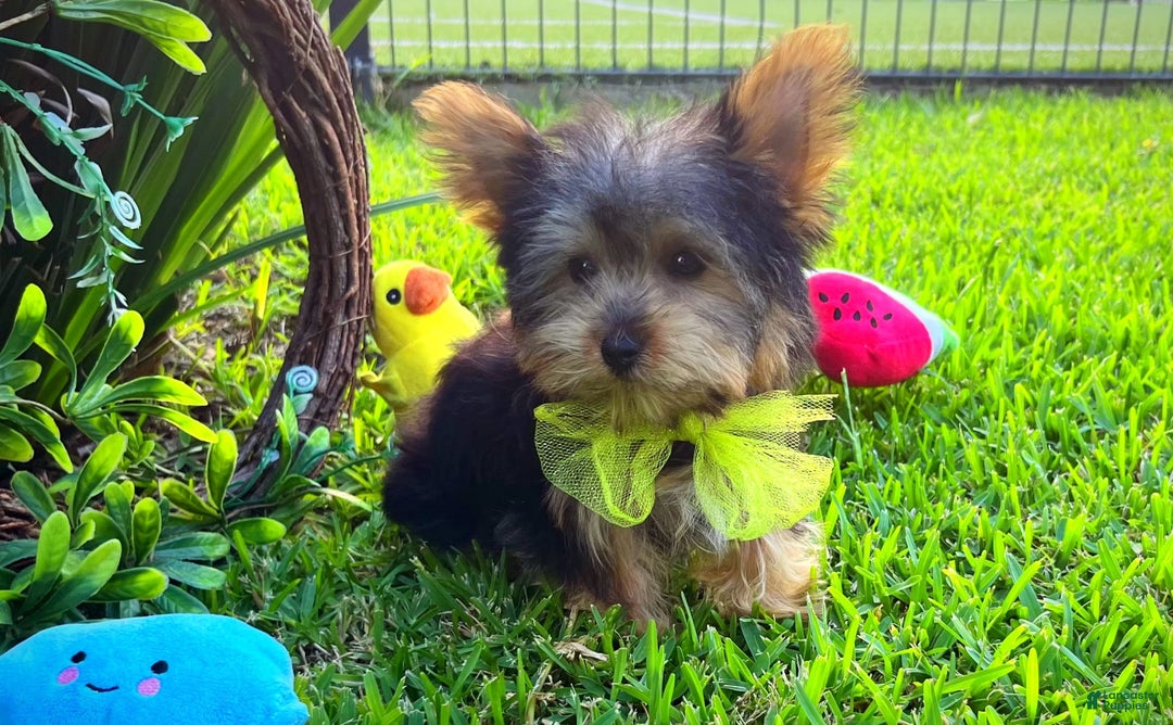 Yorkshire Terrier dogs for sale: Jeff - Image 2