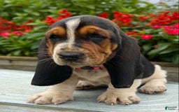 Basset Hound dogs for sale: Sally - Image 5